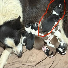 None - Red male Border Collie puppy in Chattanooga, Tennessee from Ross Vegas Kennels