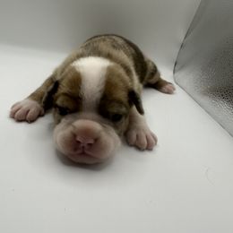 Girl 1 - Gray brindle Olde English Bulldogge puppy in Long Lane, Missouri from Dousinbury Creek K-9s