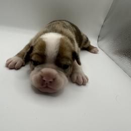 Girl 1 - Gray brindle Olde English Bulldogge puppy in Long Lane, Missouri from Dousinbury Creek K-9s