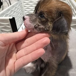 Chinese Crested Puppies from Rose’s Chinese Cresteds