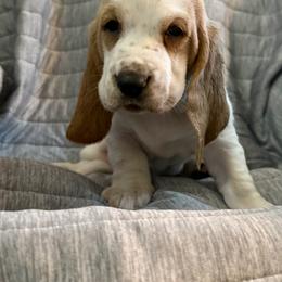 Tiny Tina - Red and white female Basset Hound puppy in Pilot Point, Texas from Texas Rose Basset’s