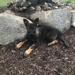 German Shepherd Puppies from Kennel z Aksamit