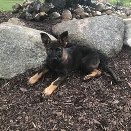 German Shepherd Puppies from Kennel z Aksamit
