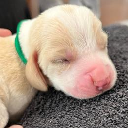 Snickers (green) - Red and white male Basset Hound puppy in Kingsport, Tennessee from Bear’s Bassets