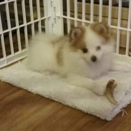 Pomeranian Puppies from KB Pom Pups