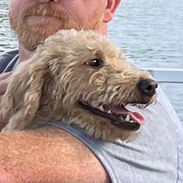 Labradoodle puppies from Deuce's Doodles