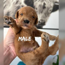 Boy 2 - Red  male Goldendoodle puppy in Glendale, Arizona from Follow Your Bliss Doodles
