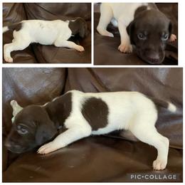 Boy 1 - White and liver male German Shorthaired Pointer puppy in Cleveland, Georgia from C&M Kennel