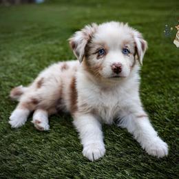 Boudin - Red merle female Australian Shepherd puppy in Buena Vista, Colorado from Wigglebutts Unlimited