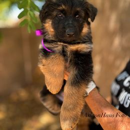 "Pink girl, Katiya "River" 2022" German Shepherd Puppies from Schonwasser Shepherds
