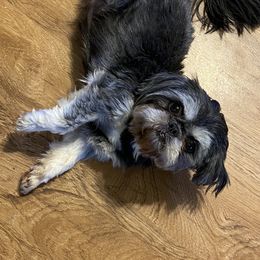 Zoey - Shih Tzu