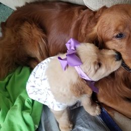 Golden Retriever Puppies from Big Bend Goldens
