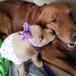 Golden Retriever Puppies from Big Bend Goldens