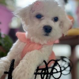 RAIN - White female Bichon Frise puppy in Upland, California from Prime Paradise Kennel