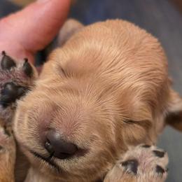 Rose - Apricot female Goldendoodle puppy in Neillsville, Wisconsin from Granton Creek