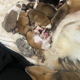 Collie Puppies from Jolly Collies