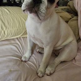 French Bulldogs from Dayna's Frenchies