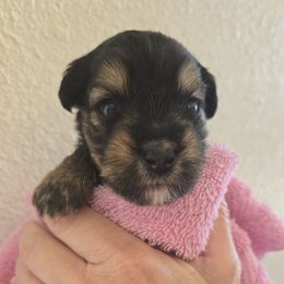 Marsha - Black and tan female Yorkipoo puppy in San Diego, California from TheSocialk9