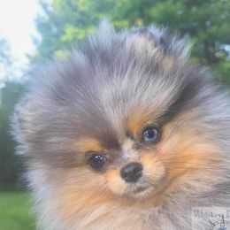 Czara - Pomeranian