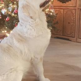 Golden Retriever All Grown Up from Teeter's Desert  Goddess Goldens
