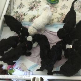 Poodle Puppies from Magnificent Standards