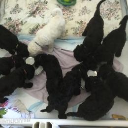 Poodle Puppies from Magnificent Standards