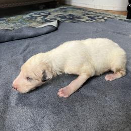 Murray - Cream male Borzoi puppy in Clinton, Tennessee from Ivanhoe Borzoi