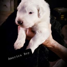 Great Pyrenees Puppies from Rusty Horse Ranch Great Pyrenees
