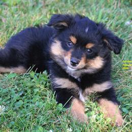 Adi - Black tri female Miniature American Shepherd puppy in Hillsdale, Michigan from Faithwalk Aussies and Mini American Shepherds
