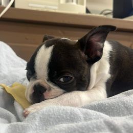 Boston Terrier Puppies from Big Sky Bostons