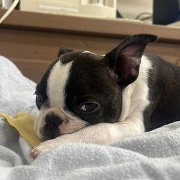 Boston Terrier Puppies from Big Sky Bostons