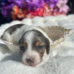 Bloom Long hair - Dapple female Dachshund puppy in Lakeland, Florida from Elite Doxies Florida