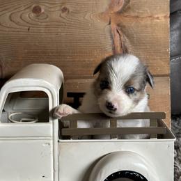 BMM1 - Blue merle male Miniature Australian Shepherd puppy in Lexington, Nebraska from Osborne's Aussies