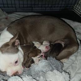 Boston Terrier puppies from Puppi Guppies