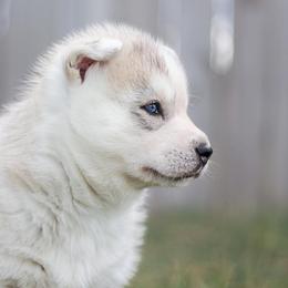 Siberian Husky Puppies from North River Siberians
