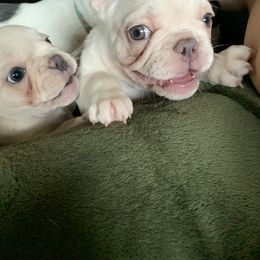 French Bulldog Puppies from De Lux Frenchies