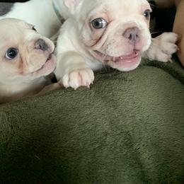 French Bulldog Puppies from De Lux Frenchies