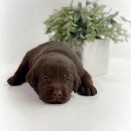 Bombur - Chocolate male Labrador Retriever puppy in Isle, Minnesota from Dog Ear Outfitters