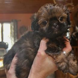 Rosetta - Red female Shih Tzu puppy in Nekoosa, Wisconsin from Brox Acres House of Fur LLC