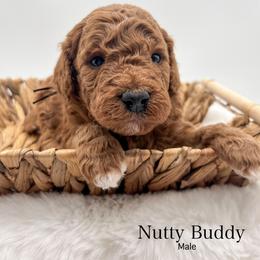 Nutty Buddy - Red  male Goldendoodle puppy in Sunman, Indiana from Brunsman Country Doodles LLC