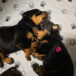 Rottweiler Puppies from Rottbies