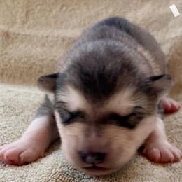 Bannock - Gray and white male Alaskan Malamute puppy in Palmyra, Michigan from Illusion Kennel