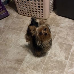 Boomer - Yorkshire Terrier