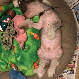 Chinese Crested and Xoloitzcuintli Puppies from Xcel's Xoloitzcuintli and Chinese Cresteds