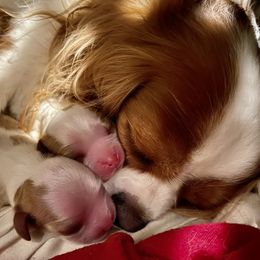 Ginger - Cavalier King Charles Spaniel
