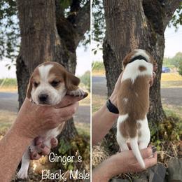 Boy 2 - male Beagle puppy in Brownsville, Oregon from Beagles on the Run