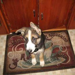 German Shepherd Puppies from Rain's Legacy German Shepherds