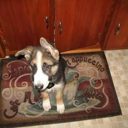 German Shepherd Puppies from Rain's Legacy German Shepherds