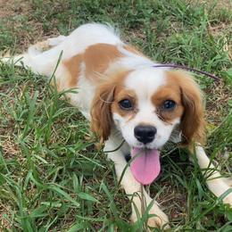 Max - Cavalier King Charles Spaniel