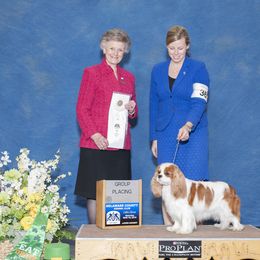 Cavalier King Charles Spaniel All Grown Up from Fields Edge Cavaliers